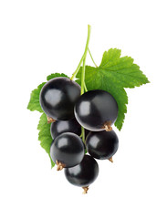 Black currant isolated