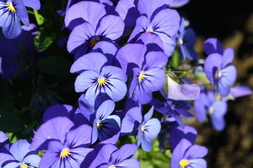 紫色の花　パンジー