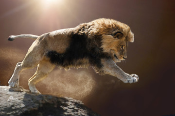 Fototapeta Berberlöwe, Atlaslöwe oder Nubische Löwe (Panthera leo) springt vomFelso obraz