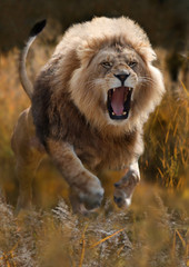Berberlöwe, Atlaslöwe oder Nubische Löwe (Panthera leo) greift an,  von vorneo leo)