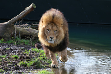 Obraz na płótnie Canvas Berberlöwe, Atlaslöwe oder Nubische Löwe (Panthera leo leo) geht neben Wassero