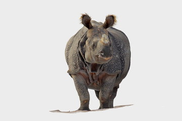 Panzernashorn (Rhinoceros unicornis) frontal, freigestellt