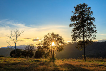Fototapeta premium Sunset behind tree with mountain hill forest. 