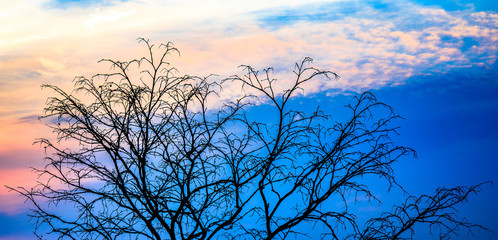 Bare dry or dead tree branch with dramatic sunset sky at evening time. Silhouette photo.
