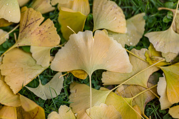 Ginkgo Biloba Leaves in Fall