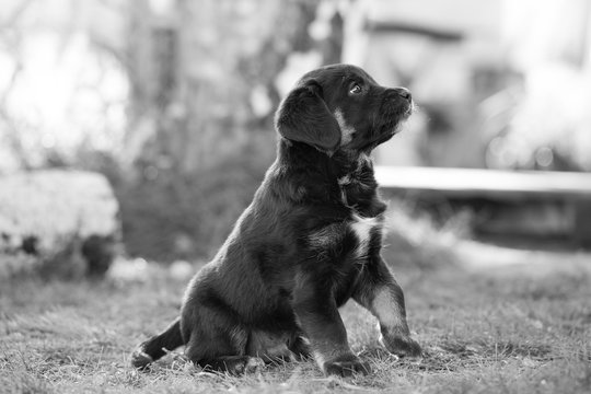 Black and white closeup portrait of a sad puppy dog. Artistic, emotion photo.