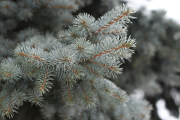 Naklejka na ściany i meble Branches of spruce with hoarfrost closeup in a city park in winter