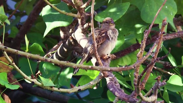 A female house sparrow (Passer domesticus) perched on a flame-of-the-forest tree (Butea Monosperma) and cleaning it's feathers