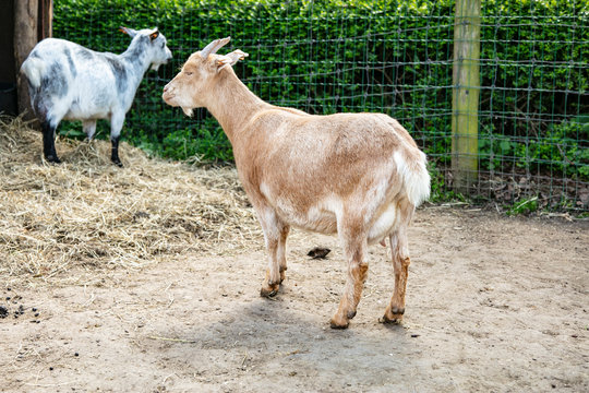 portrait of a goat on an animal farm