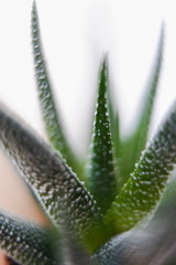 Succulents Gasteria close-up. Plants in the house. Home plants
