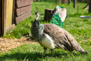 two peacocks on the grassy paddock