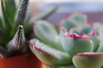 Succulents Gasteria and Echeveria close-up. Plants in the house. Home plants