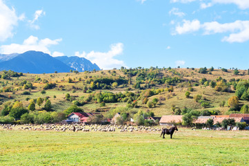 Europe Romania Sinaia farm animals