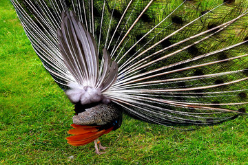 A bright peacock with a beautiful tail walks along the green grass at the zoo.