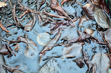Fallen brown leaves in water background 