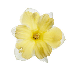 White-yellow daffodil flower isolated on white background.