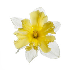 Fototapeta na wymiar White-yellow daffodil flower isolated on white background.