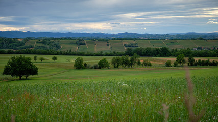 Obraz premium Foto scattata a Tassarolo (AL) lungo la strada che porta a Rovereto.