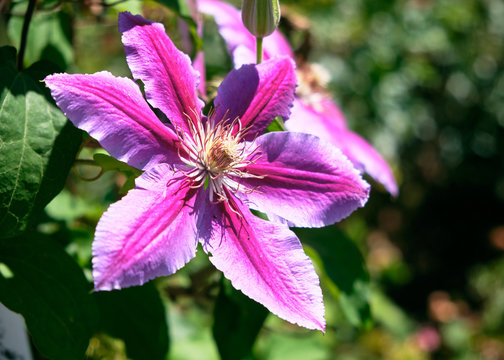 Foto scattata ad un fiore all'interno del parco di Villa Pallavicino.