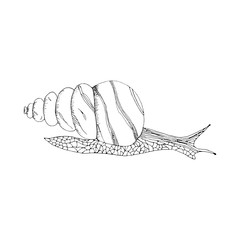 Doodle vector illustration with a snail hand-drawn outline. Realistic stylized cartoon snail sketch for coloring book page for kids and adults. Isolate