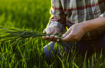 Portrait of senior farmer standing in young wheat field holding crop in his hands.