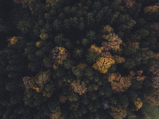 Naklejka na ściany i meble Aerial view of forest in Slovenia