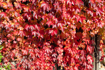 Red and yellow autumn vines covering old a wooden structure