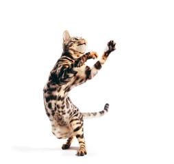 Bengal cat standing in funny pose as if dancing. Isolated on white