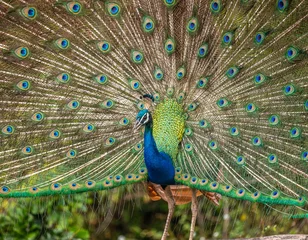 Rolgordijnen Portrait of a peacock on the background of his tail. Close-up. Sri Lanka. Yala National park © gudkovandrey
