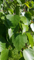 Beautiful branch of a spring birch