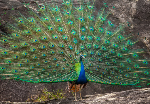 Peacock with a spread tail stands on a stone. Sri Lanka. Yala National park