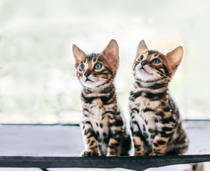 Fototapeta na wymiar Two young Bengal cats portrait. Cute kittens