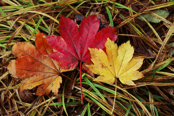 Three multi-colored maple leaves on wet autumn grass