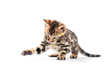 Bengal cat hunting and catching with his paw, isolated on white © Photocreo Bednarek