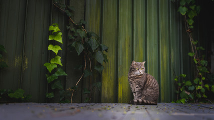 A tabby cat sitting in a backyard