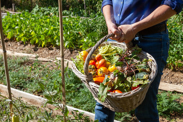 Au potager - jardinier tenant un panier de légumes