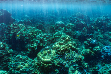 Fototapeta na wymiar underwater scene with coral reef and fish,Sea in southern Thailand.