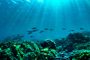 Fototapeta na wymiar underwater scene with coral reef and fish; Sea in southern Thailand.