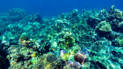 Naklejka na ściany i meble underwater scene with coral reef and fish,Sea in southern Thailand.