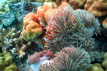 Beautiful clown fish in the sea anemone.