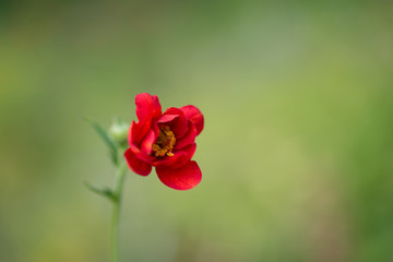 Red Geum quellyon Flower Close-up