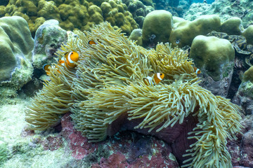 Naklejka na ściany i meble Beautiful clown fish in the sea anemone.