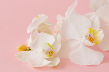 Fototapeta na wymiar Orchid branch with beautiful flowers on pink background. Floral background of tropical orchid. Minimalism style. Space for text 