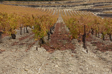Fototapeta na wymiar vignes en automne