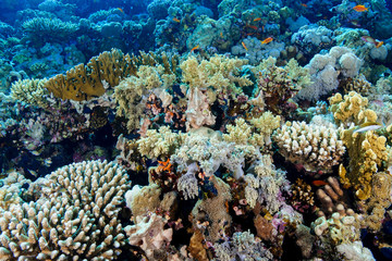 Coral Reef at the Red Sea, Egypt