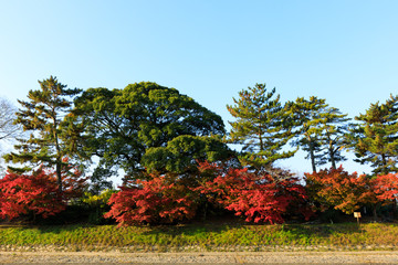 Obraz premium 宇治川の紅葉風景