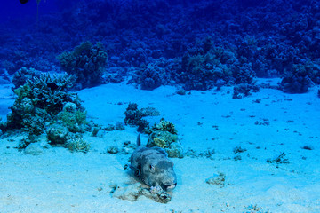 Puffer fish at the Red Sea, Egypt