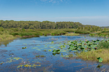Wetlands nature background with water lilies and water plants