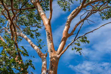 Fototapeta na wymiar Swamp bloodwood or Corymbia Ptychocarpa tree trunk with leaves