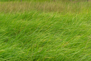 Soft long fresh green grass on a meadow. Nature background